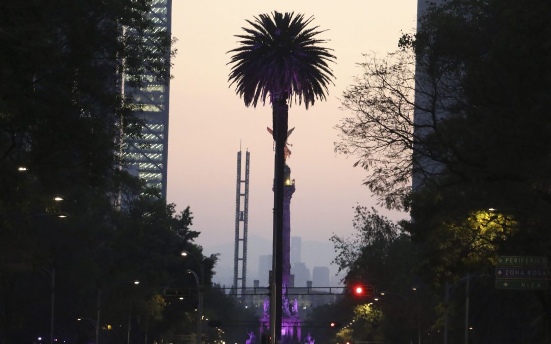 Entre palmas y ahuehuetes: la Glorieta de la Palma que se transformó